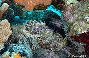 Scorpaena-plumieri rascasse tachetee ou 24 h-Bonaire Nearest point-13m-20180221-Denis-ADER-DSC_7298_tn